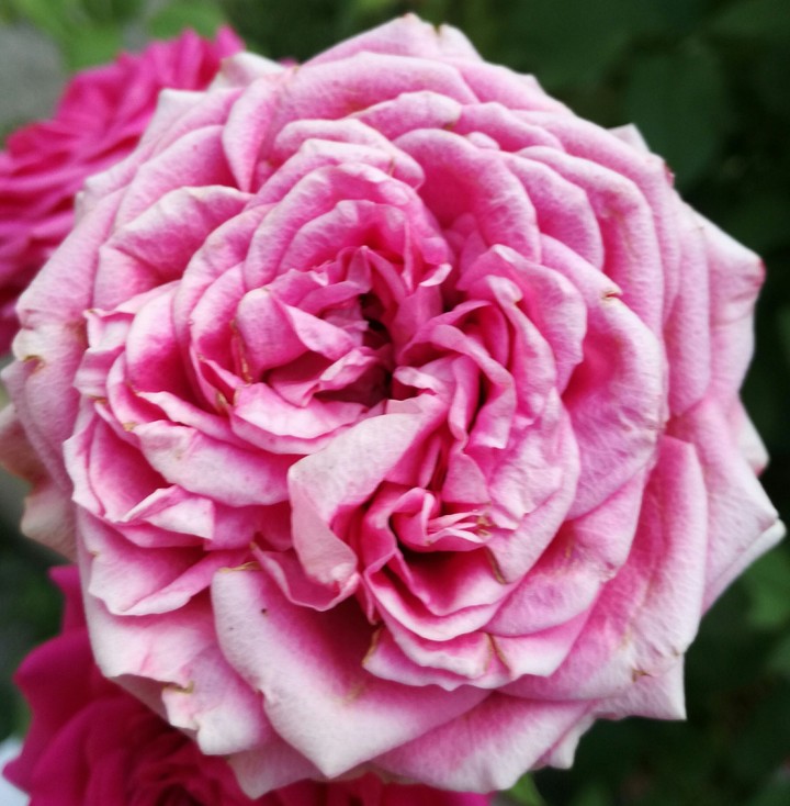 rose