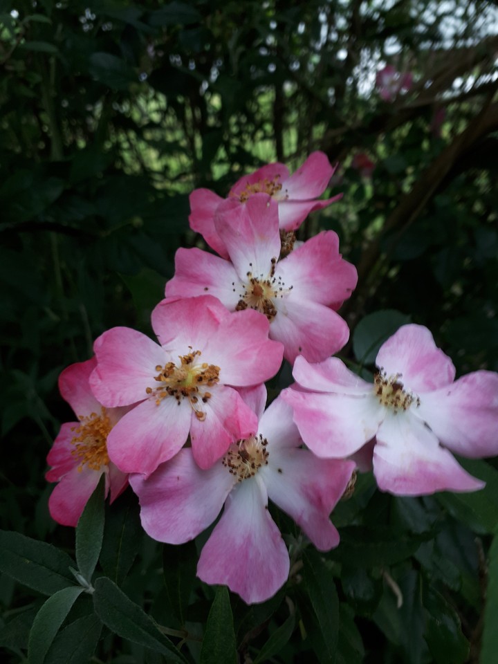 bloemen in het wild