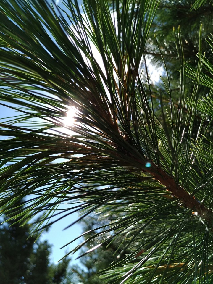 sunshiny greenery