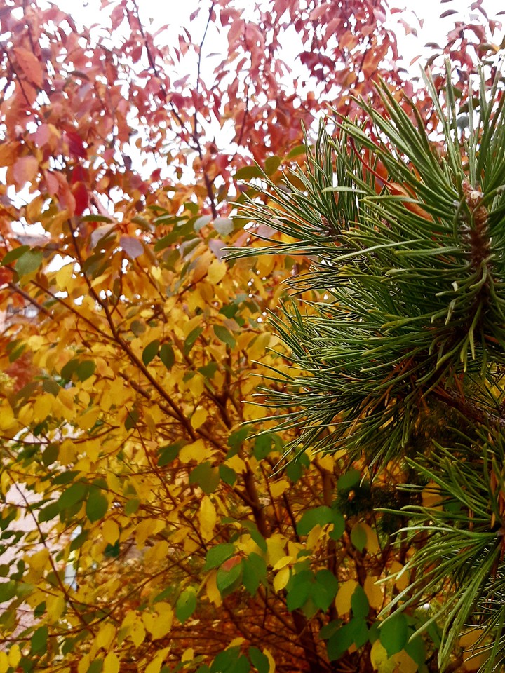 autumn