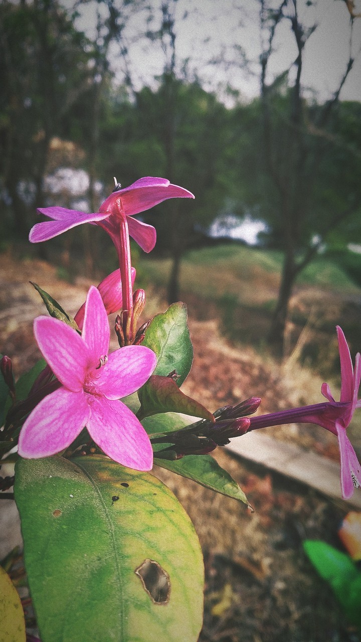 pink flowers