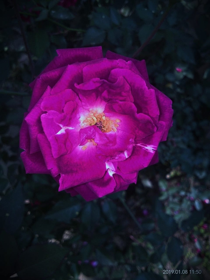 rose