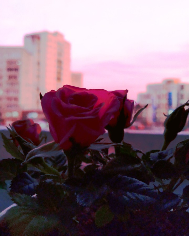 Flower