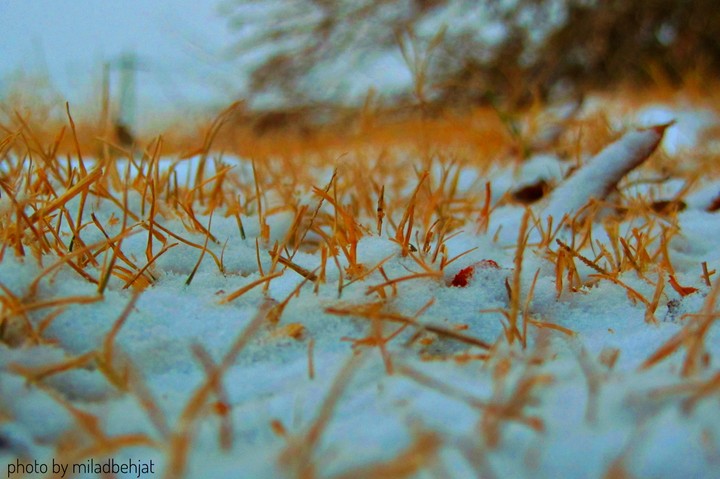 winter