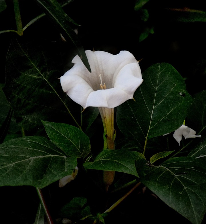 white flower