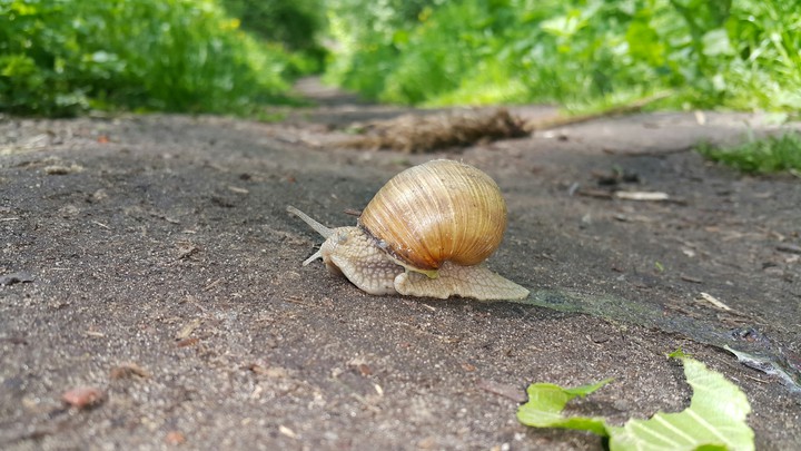 slimak