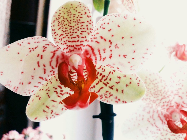 orchid