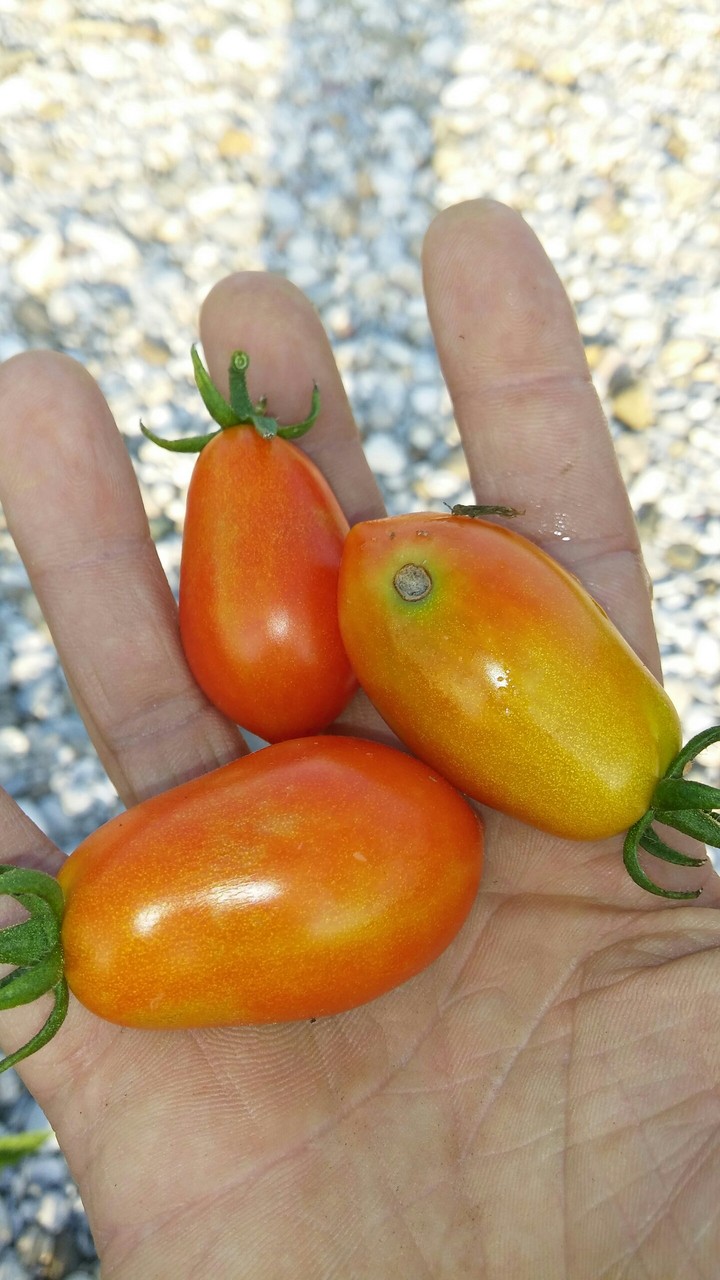 Tomato grows wildly successful on the river bank