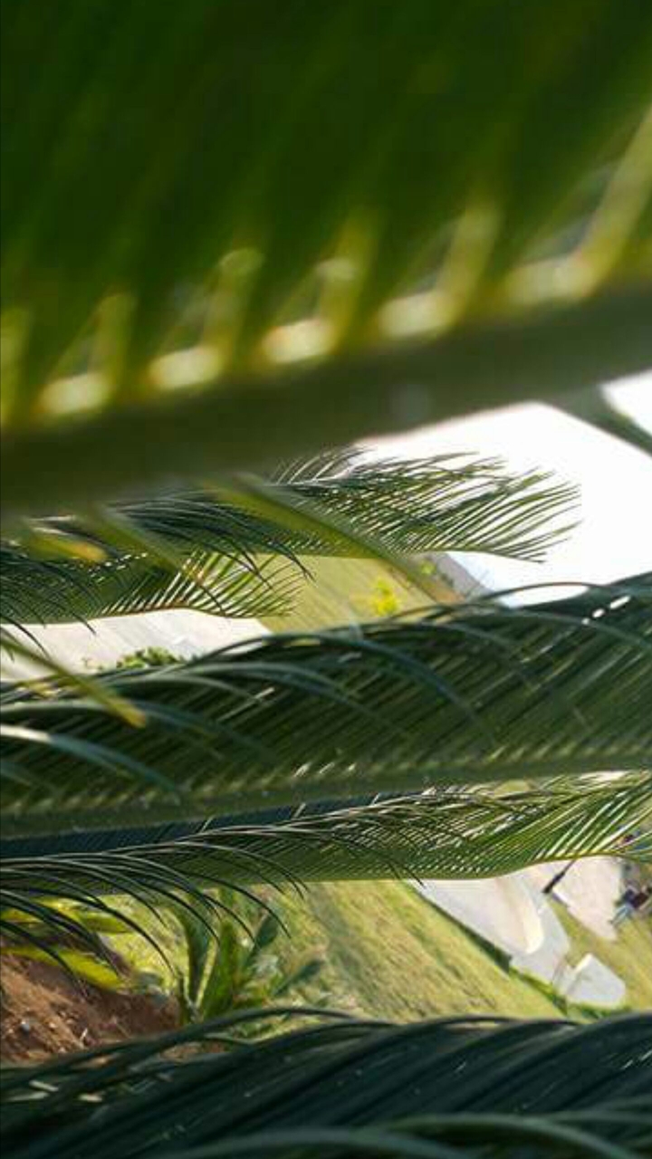 Focus Image with Green beautiful  Plant