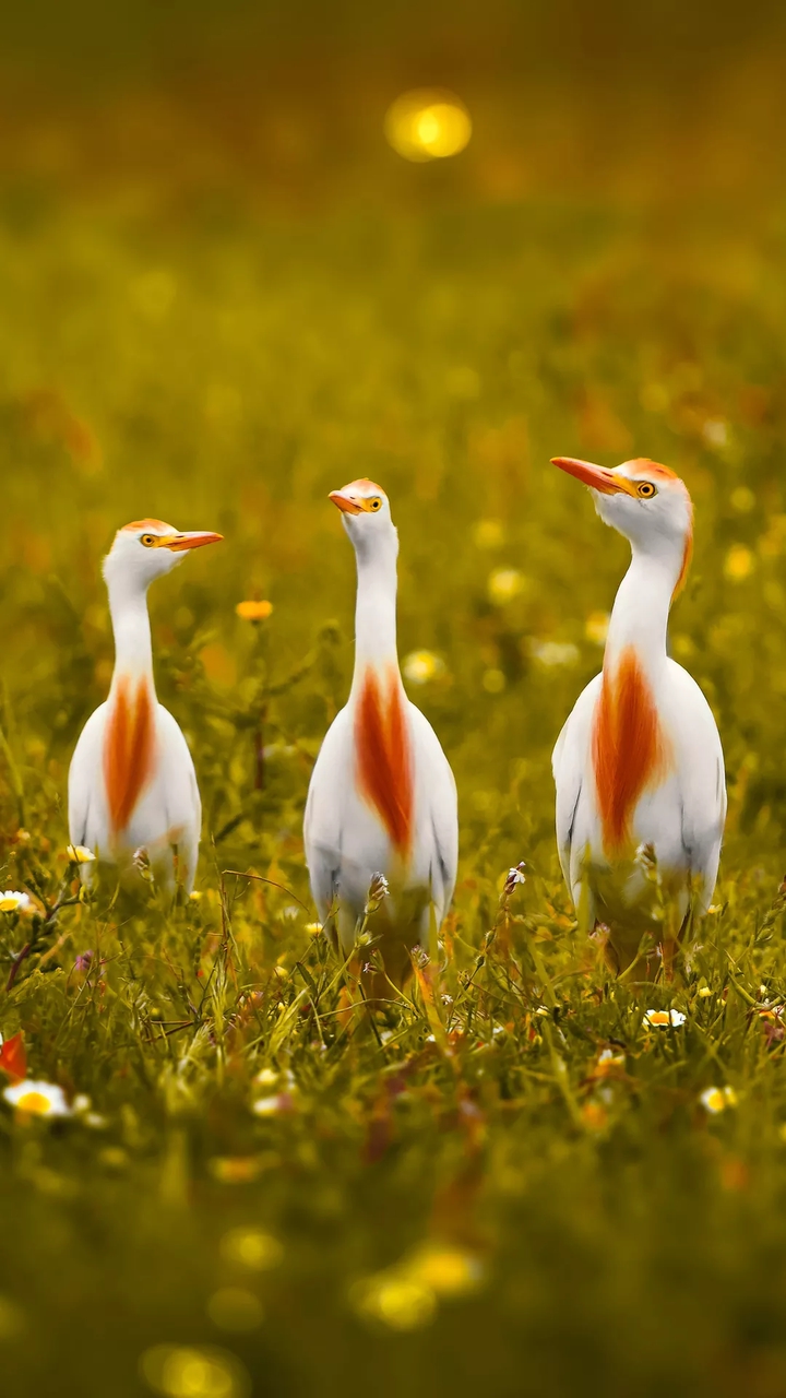 rare birds