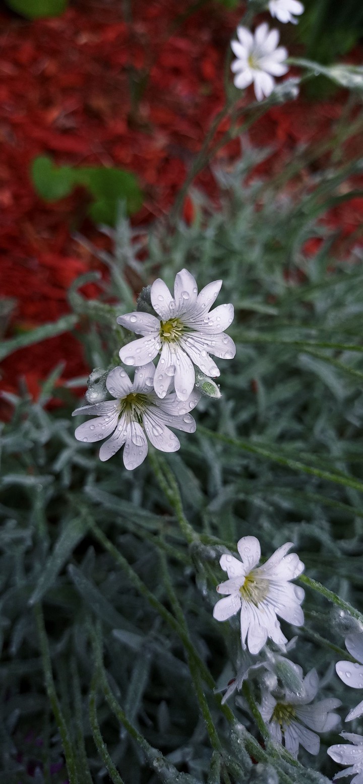 raindrops on flower 1