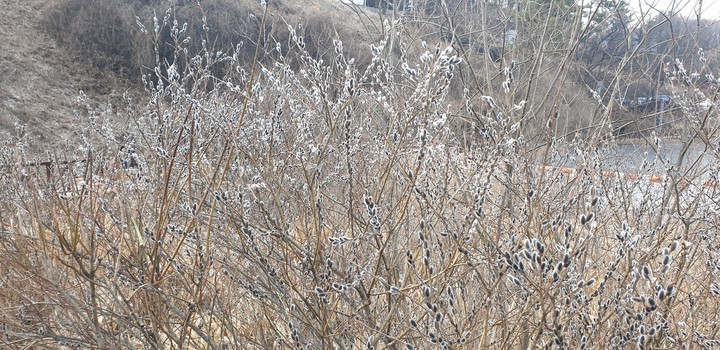 겨울의 끝자락 버들강아지