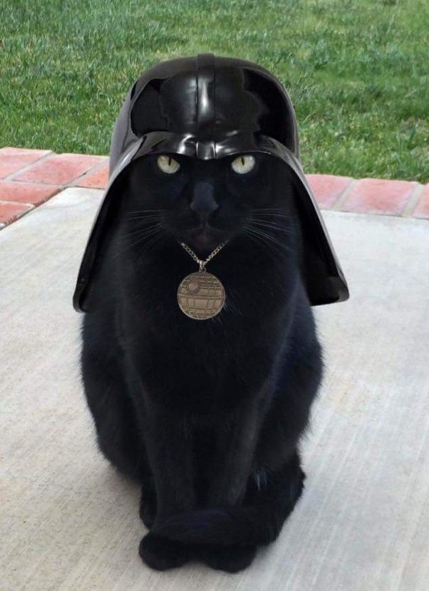 hero cat