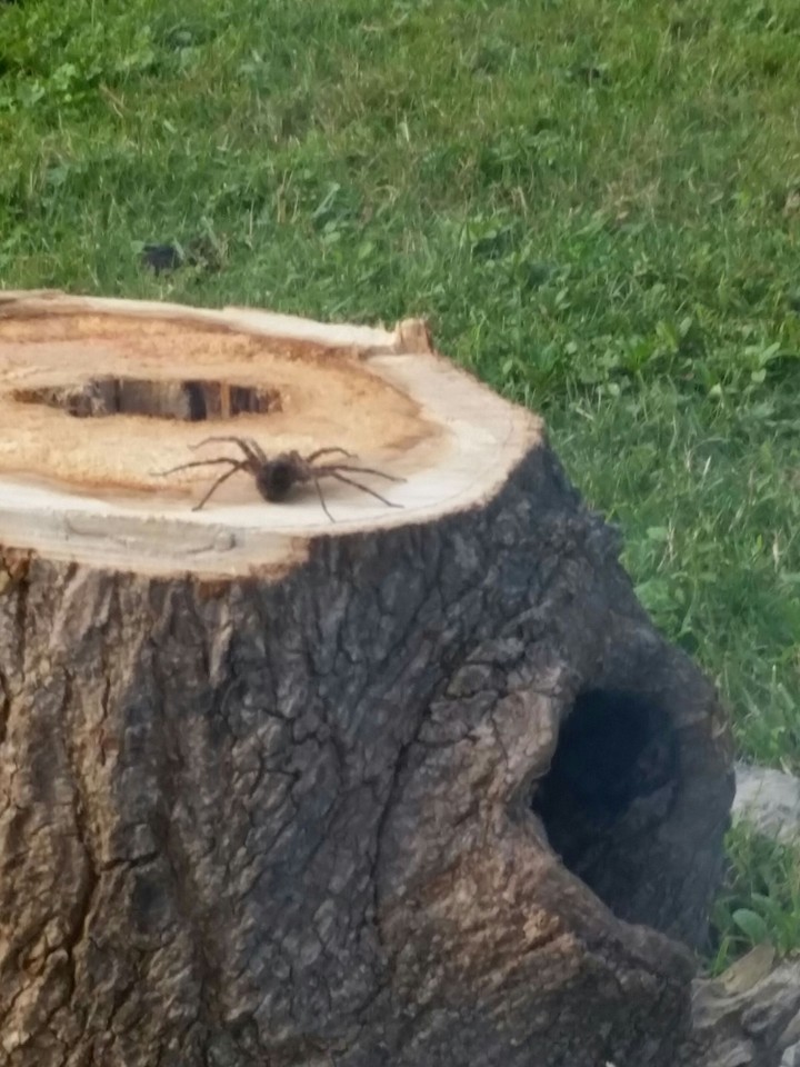Log hole spider