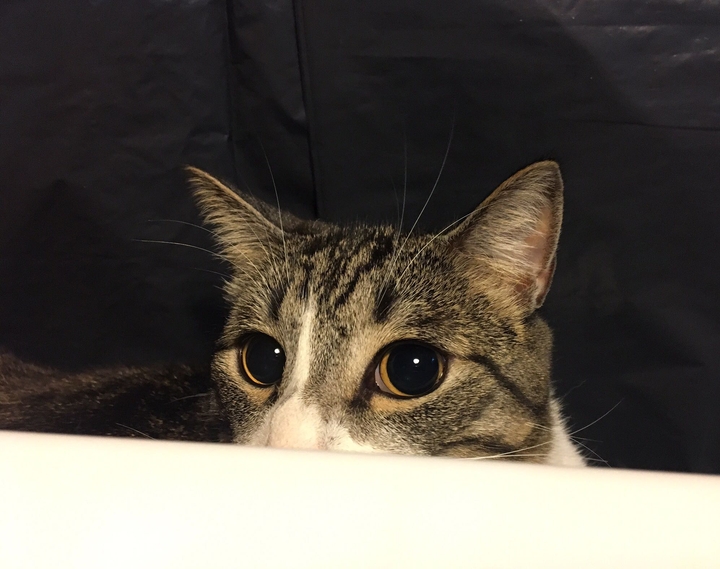 Beautiful Cat