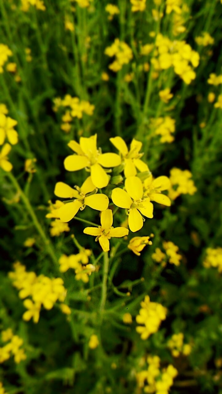 Mastard flower