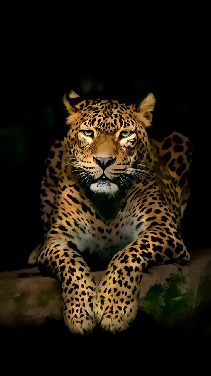 Animal Background