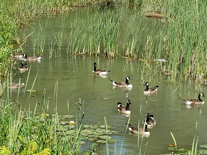 Wetlands