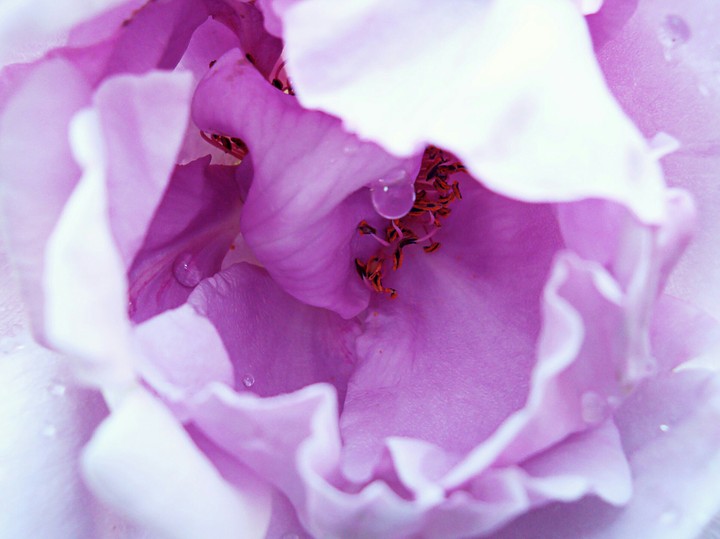 rose