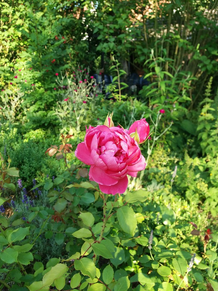 Rose