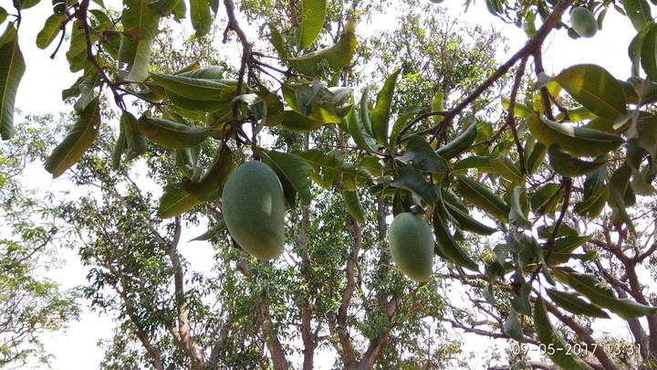 King of fruits