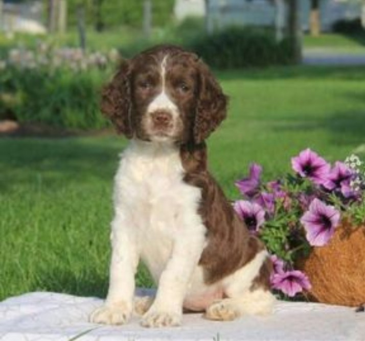 puppy