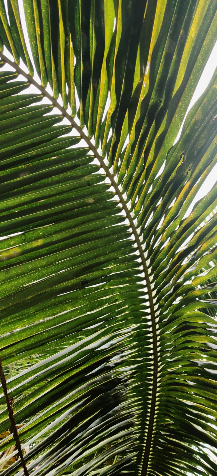 palmleaves