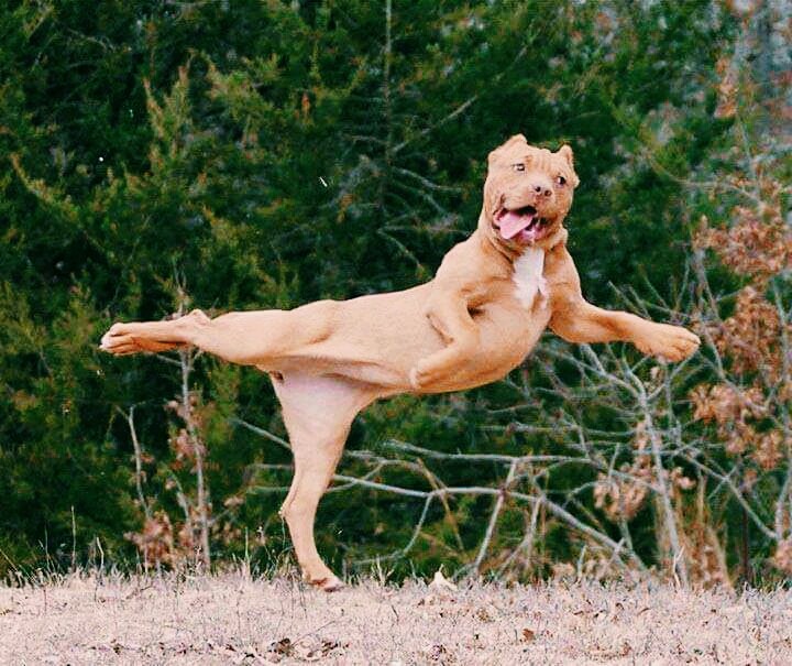 funny dog
