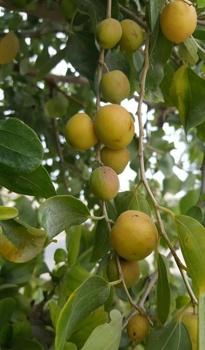 Fruit