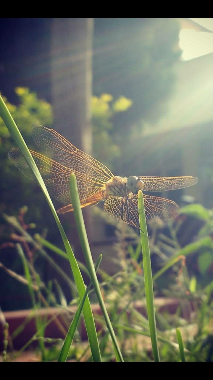dragon fly