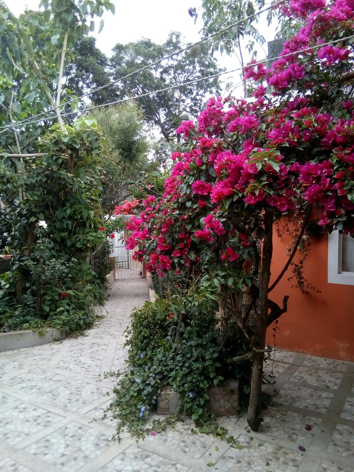 la bugambilia