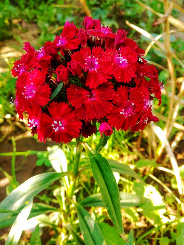 Little bookeh