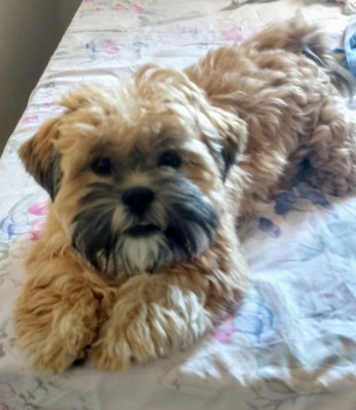 Dog