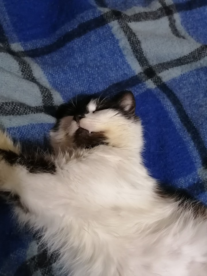 My cat