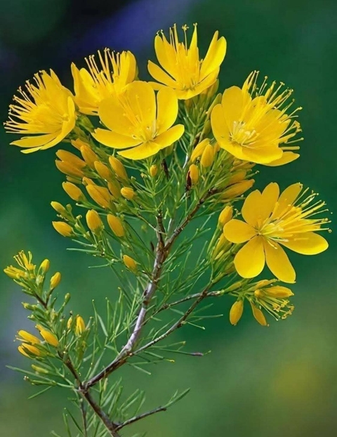 רקעים petal, forb
