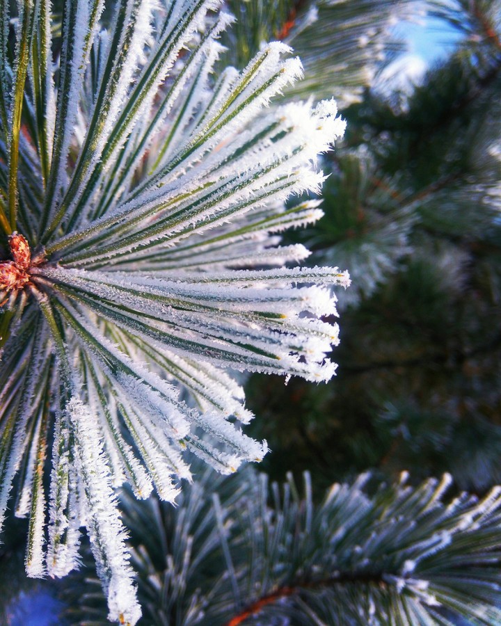 Winter Morning!
