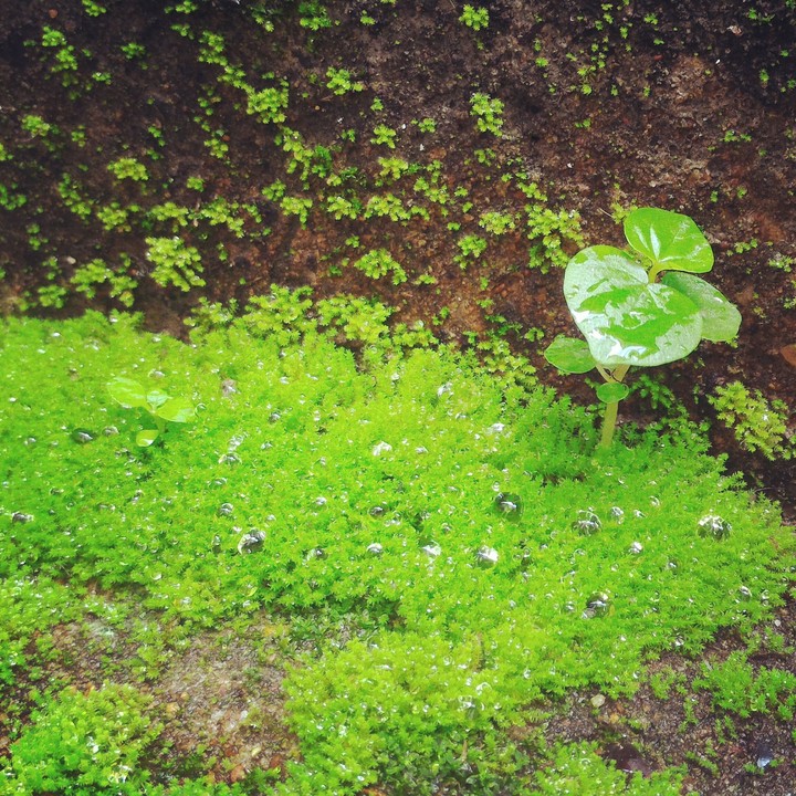 The tiny world