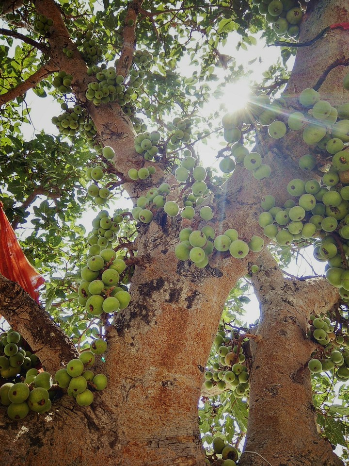 gulhad tree