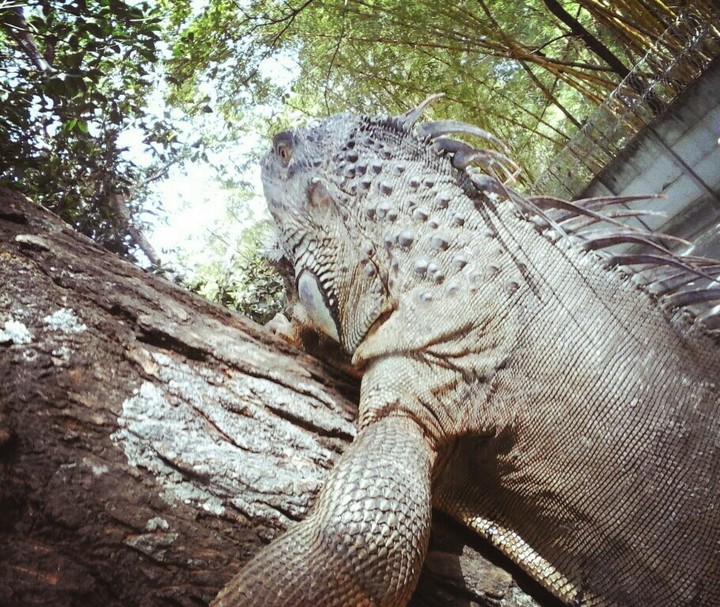 Lagarto