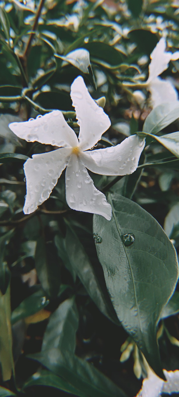 rainy days may come and go?️