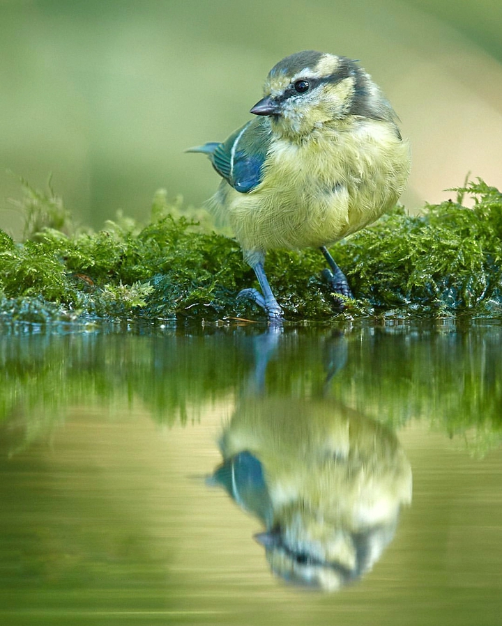 bird