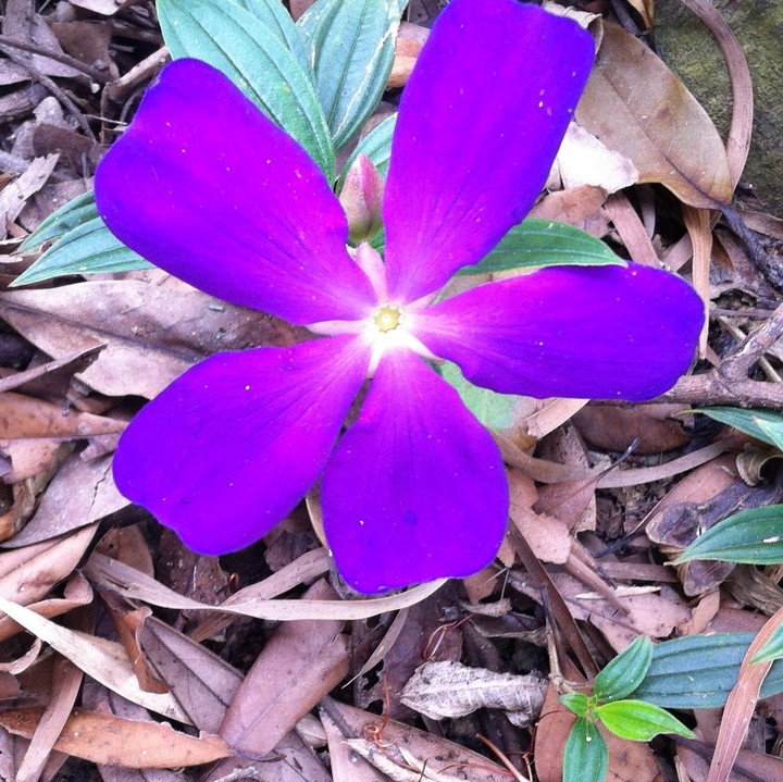 Mountain Flower