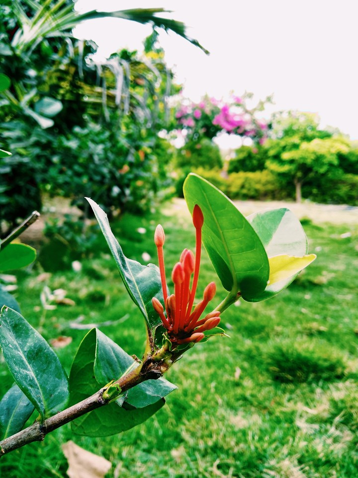 flower buds