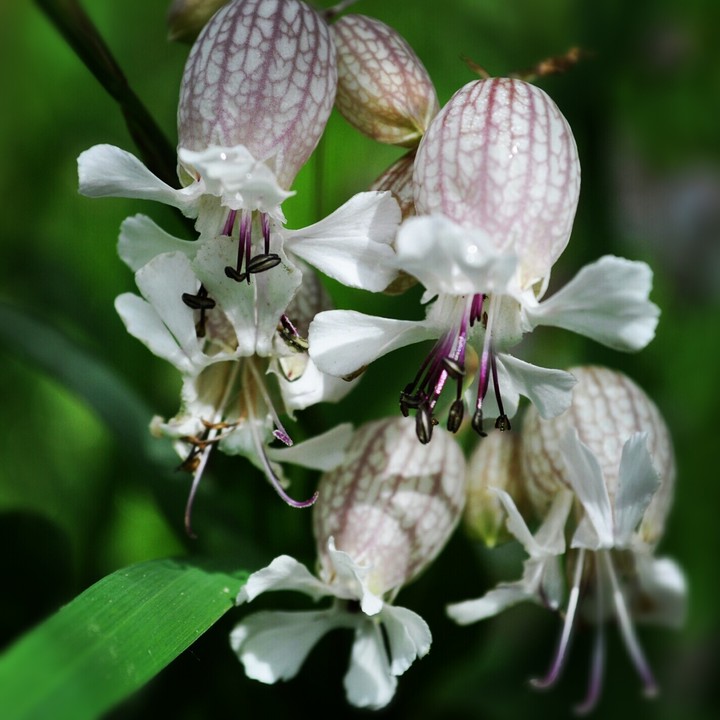 Mountain flowers