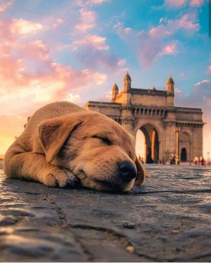 dog