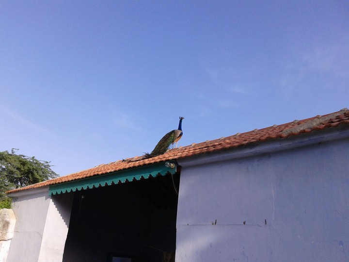 Peacock