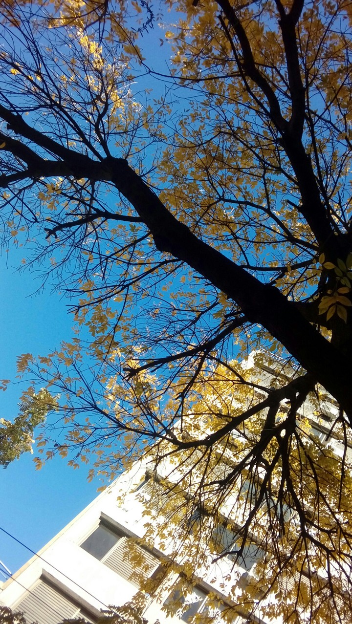Maravillosa sombra en una tarde de otoño 