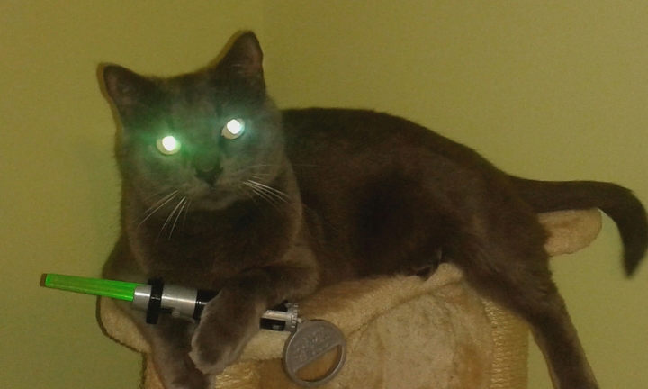 Jedi cat