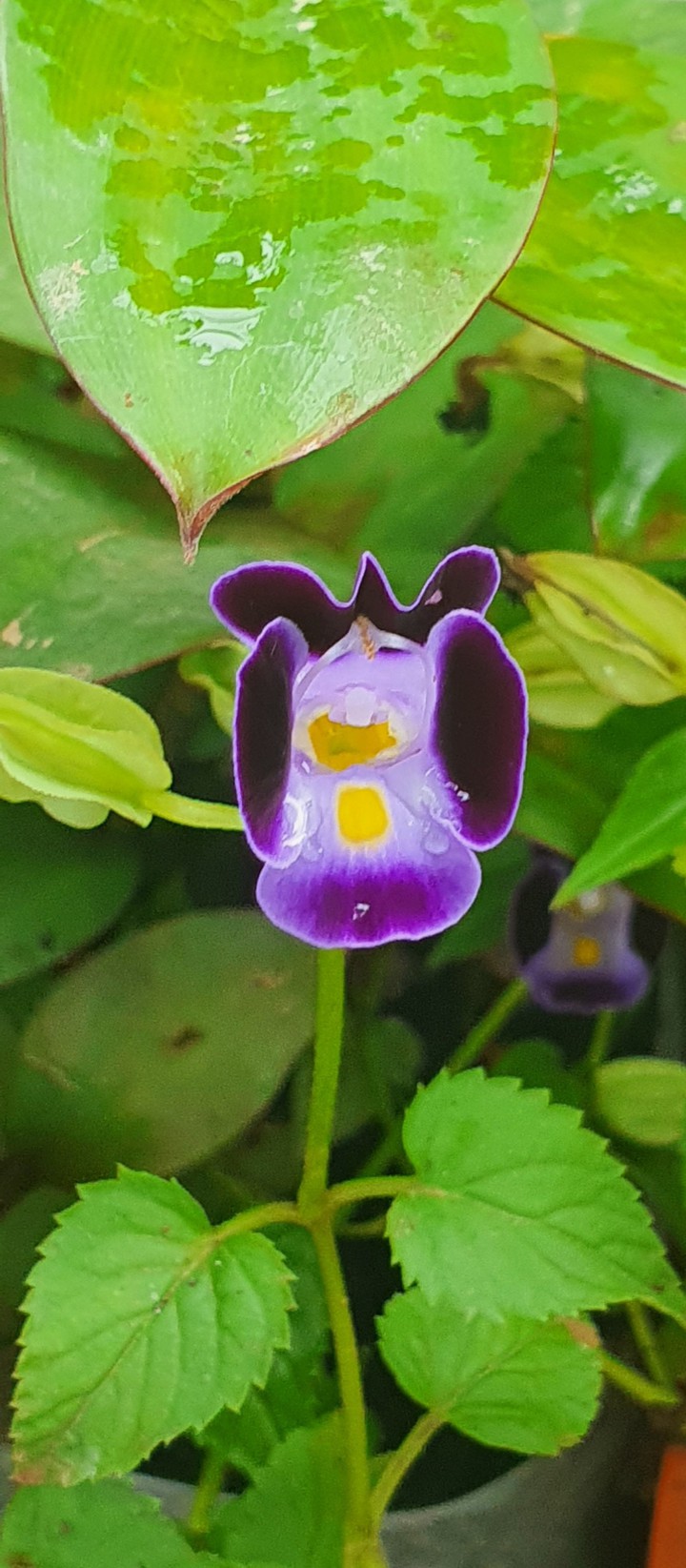 violeta