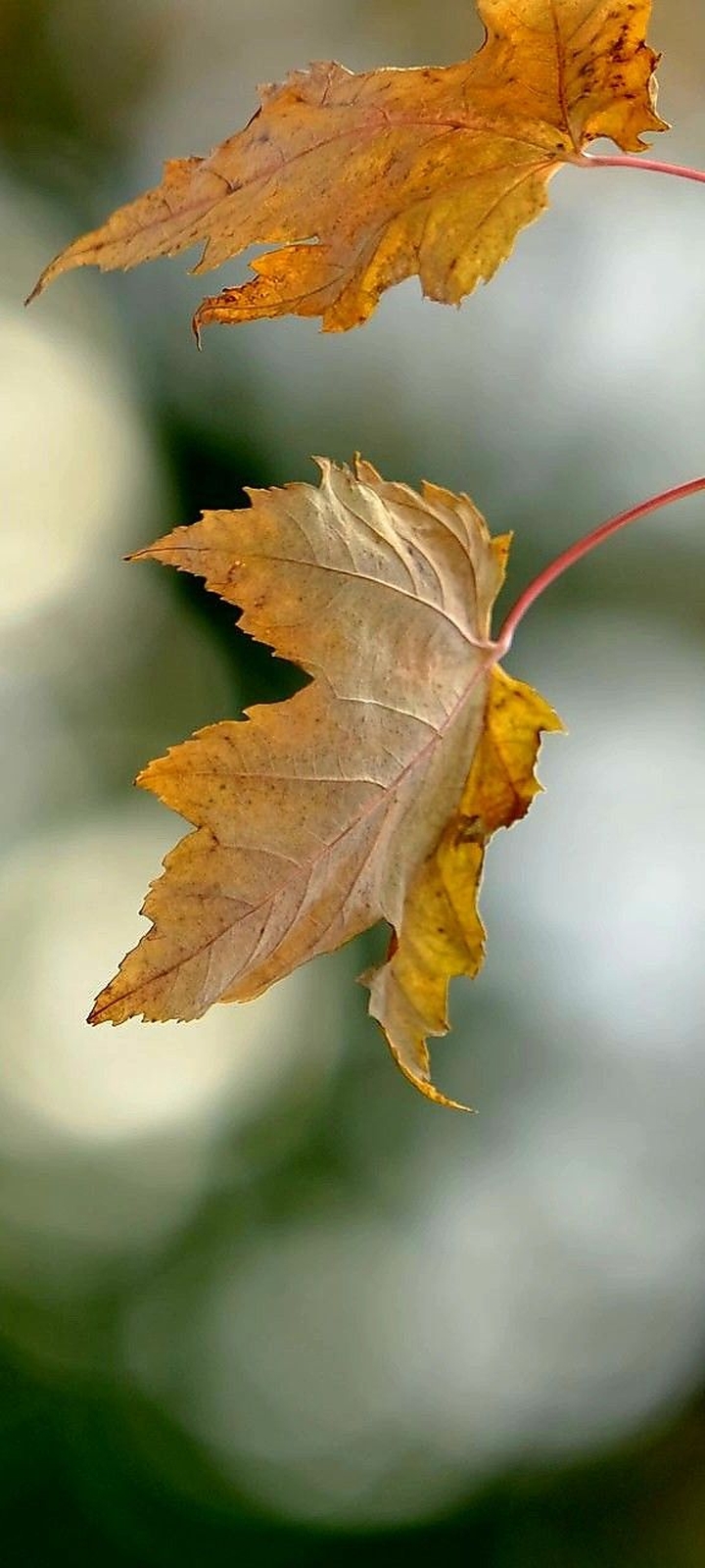 Autumn-as-art collection